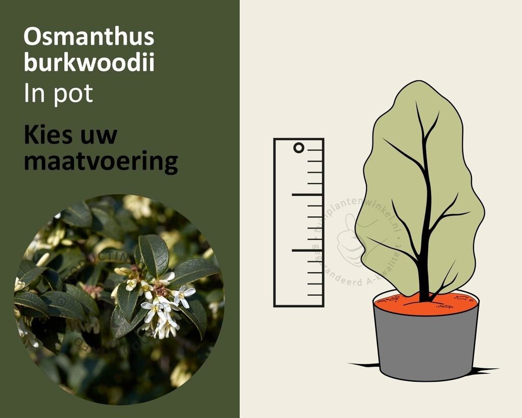 Osmanthus burkwoodii - in pot