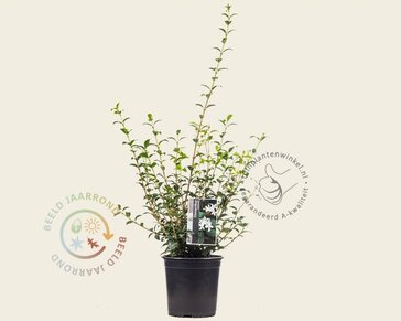 Osmanthus burkwoodii - in pot