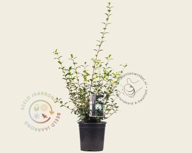 Osmanthus burkwoodii - in pot