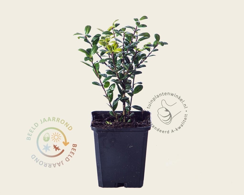 Ilex crenata 'Caroline Upright' - in pot