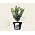 Ilex crenata 'Caroline Upright' - in pot