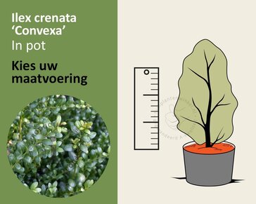 Ilex crenata 'Convexa' - in pot