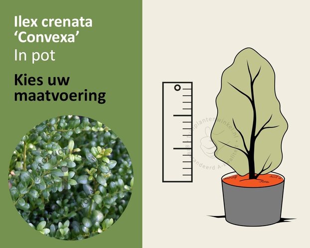 Ilex crenata 'Convexa' - in pot