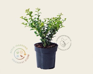 Ilex crenata 'Convexa' - in pot