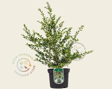 Ilex crenata 'Convexa' - in pot
