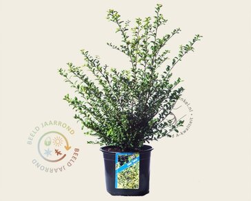 Ilex crenata 'Convexa' - in pot