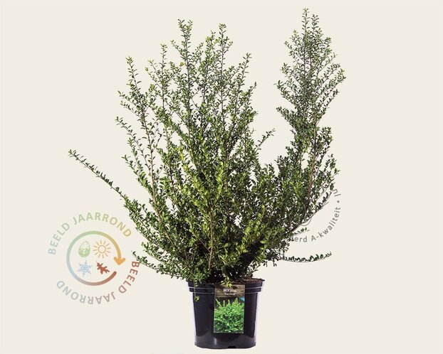 Ilex crenata 'Convexa' - in pot