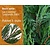 Lei-Conifeer leylandii - Basic - pakket 5 stuks + EXTRA'S!