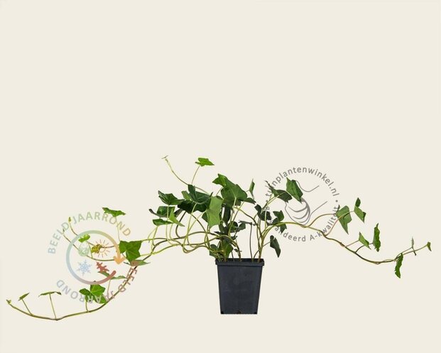 Hedera hibernica 20/30