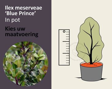Ilex meserveae 'Blue Prince' - in pot