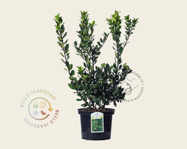 Ilex meserveae 'Blue Prince' - in pot