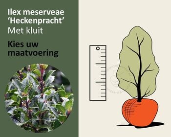 Ilex meserveae 'Heckenpracht' - kluit