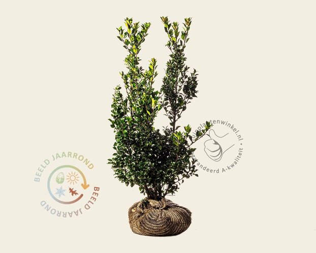 Ilex meserveae 'Heckenpracht' - kluit