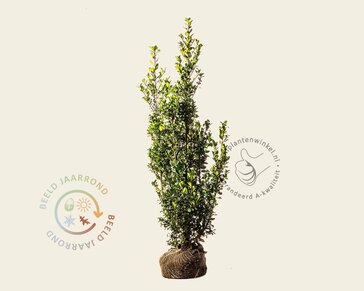Ilex meserveae 'Heckenpracht' - kluit