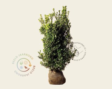 Ilex meserveae 'Heckenpracht' - kluit