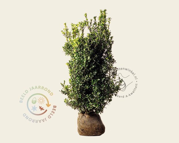 Ilex meserveae 'Heckenpracht' - kluit