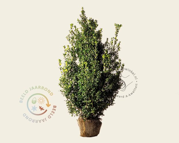 Ilex meserveae 'Heckenpracht' - kluit