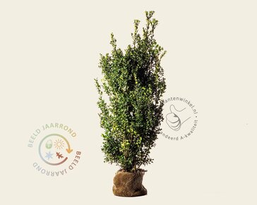 Ilex meserveae 'Heckenpracht' - kluit
