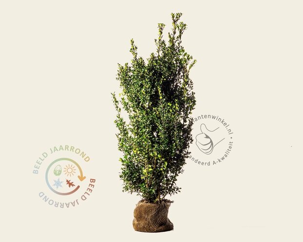 Ilex meserveae 'Heckenpracht' - kluit