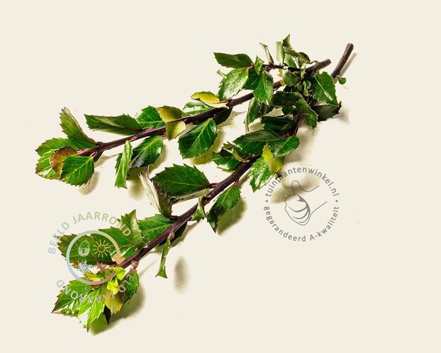 Ilex meserveae 'Heckenpracht' - kluit