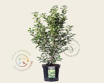 Prunus lusitanica 'Brenelia' - in pot
