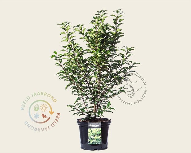 Prunus lusitanica 'Brenelia' - in pot