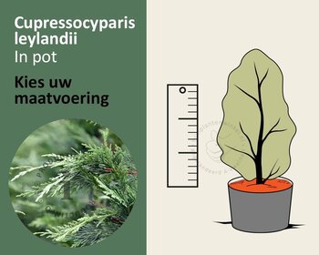 Cupressocyparis leylandii - in pot