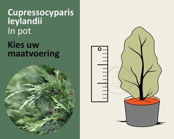 Cupressocyparis leylandii - in pot image