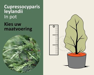 Cupressocyparis leylandii - in pot