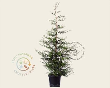 Cupressocyparis leylandii - in pot