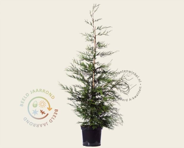 Cupressocyparis leylandii - in pot