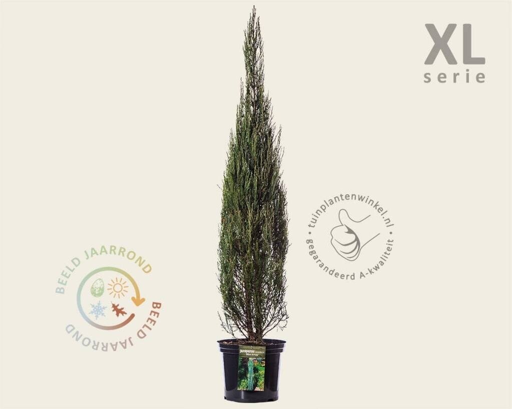 Juniperus scopulorum 'Blue Arrow' 100/125 - in pot - XL