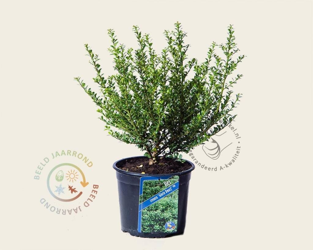 Ilex crenata 'Glorie Dwarf' - in pot