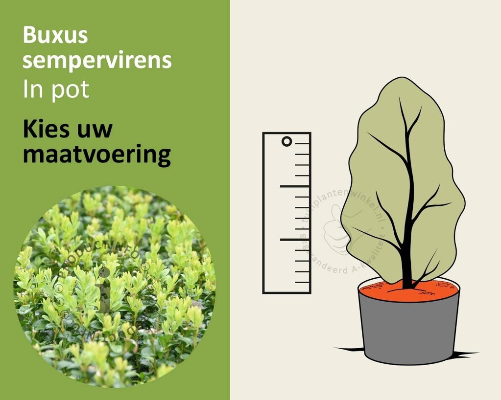 Buxus sempervirens - in pot