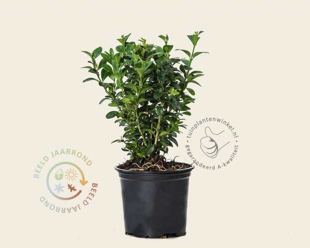 Buxus sempervirens - in pot