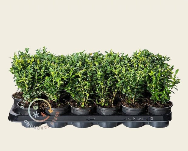 Buxus sempervirens - in pot
