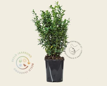 Buxus sempervirens - in pot