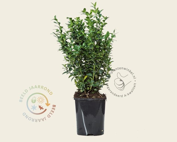 Buxus sempervirens - in pot