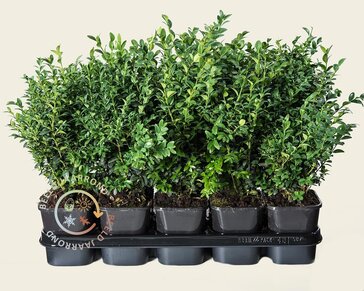 Buxus sempervirens - in pot