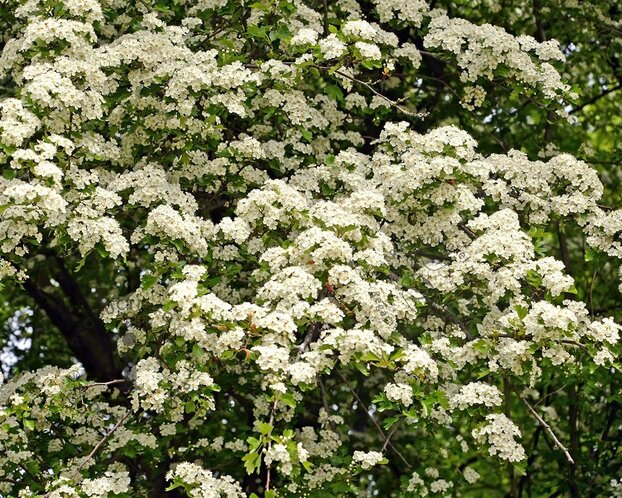 Crataegus monogyna - blote wortel
