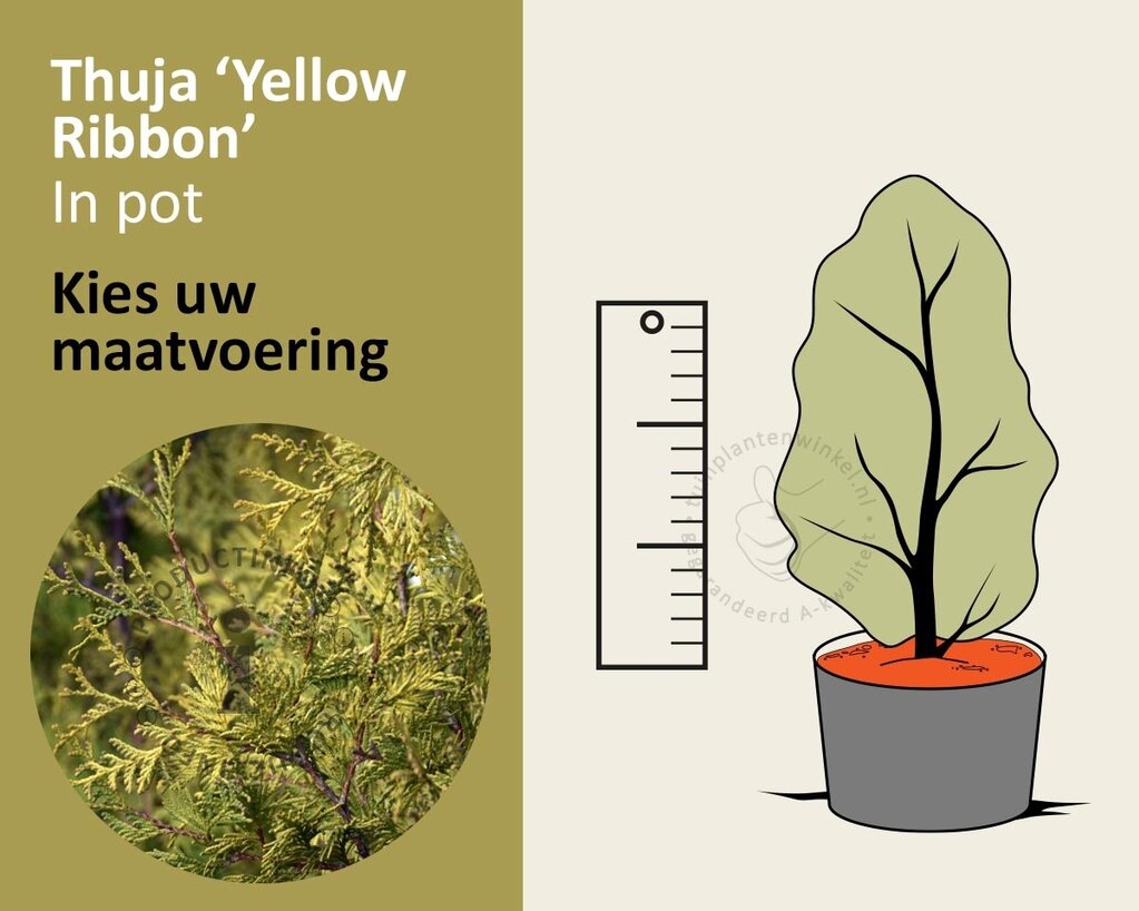 Thuja occidentalis 'Yellow Ribbon' - in pot