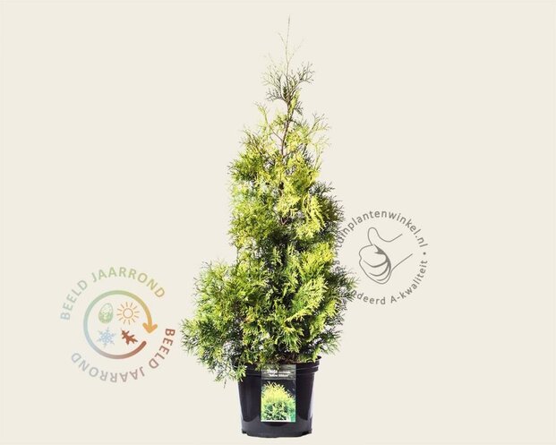 Thuja occidentalis 'Yellow Ribbon' - in pot