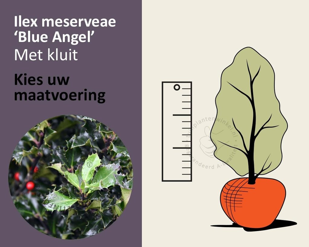 Ilex meserveae 'Blue Angel' - kluit