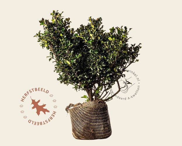 Ilex meserveae 'Blue Angel' - kluit