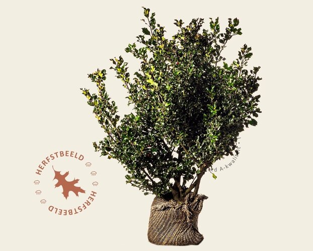 Ilex meserveae 'Blue Angel' - kluit