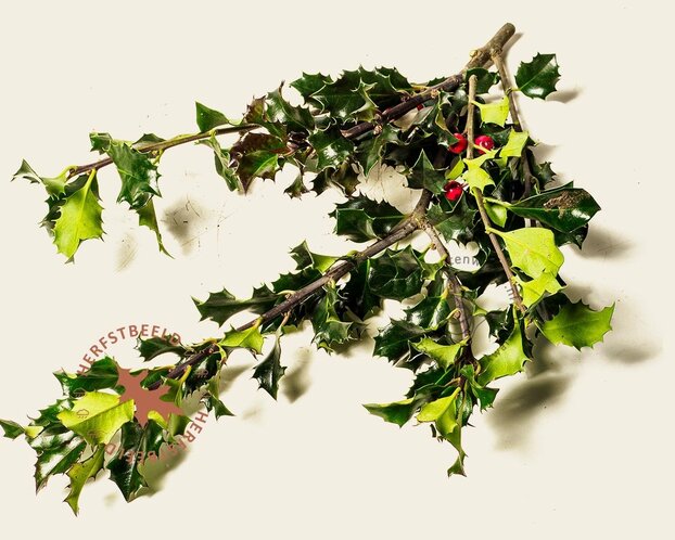 Ilex meserveae 'Blue Angel' - kluit