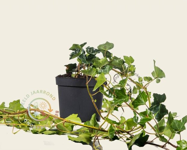 Hedera hibernica 40/60