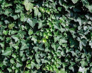Hedera hibernica 40/60