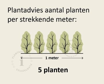 Hedera hibernica 40/60