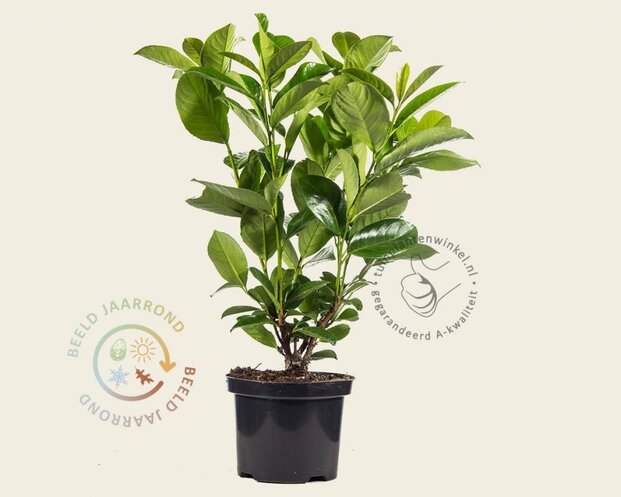 Prunus laurocerasus 'Rotundifolia' - in pot